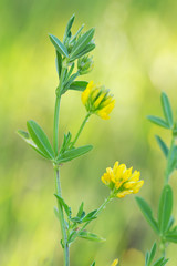 Yellow lucerne, Medicago falcata