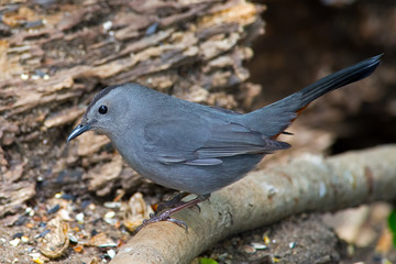 Gray Catbird