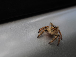 A spider look catch on a car