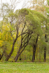 Trees on the white background