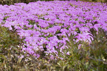 Naklejka premium flowers on the white background 