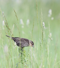 perching  redwing