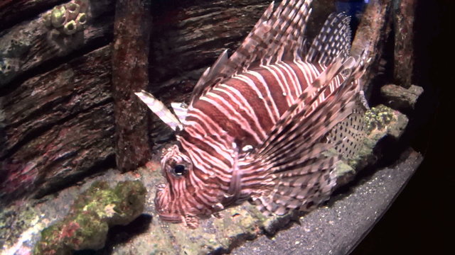 Lion Fish slowly swimming and gliding by camera.