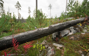 Burnt pine tree trunk, habitat for Tragosoma depsarium larva