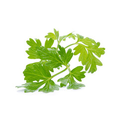 Coriander bunch isolated on white