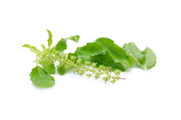 Holy basil or tulsi leaves isolated over white background
