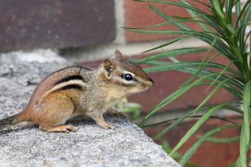 frozen chipmunk