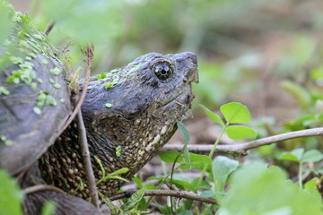 snapping turtle head