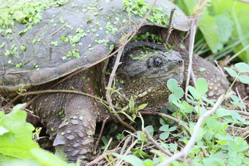 snapping turtle and twigs