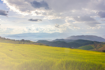 Obraz premium Green Terraced Rice Field in Pa Pong Pieng , Mae Chaem, Chiang Mai, Thailand
