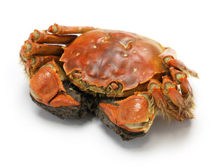 steamed chinese mitten crab, shanghai hairy crab   