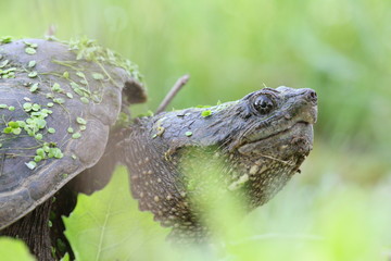 snapping turtle portrait