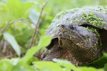 snapping turtle