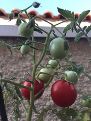 Focus on young cherry tomato