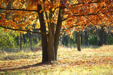 autumn trees with gold leaves