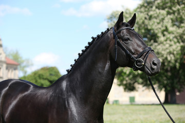 Nice black dutch warmblood with bridle