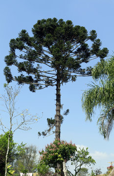 Brazilian pine or Candelabra tree Stock Photo | Adobe Stock