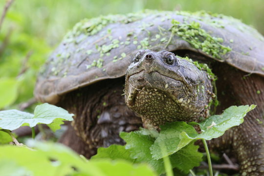 snapping turtle