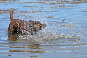 Labrador chocolat dans l'eau qui s'ébroue