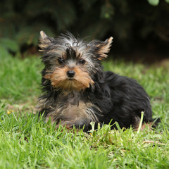 Gorgeous puppy of Yorkshire terrier in the garden