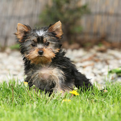 Gorgeous puppy of Yorkshire terrier in the garden