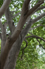 Fototapeta premium Large shade tree