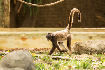 Spider monkey