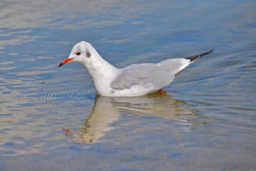 Mouette rieuse