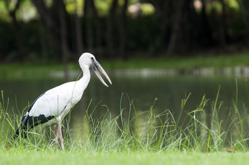 Asian Openbill in the city garden