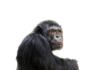 Chimp isolated on white background