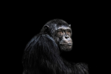 Obraz premium Szympans