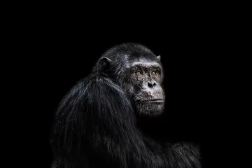 Abwaschbare Fototapete Affe Schimpanse