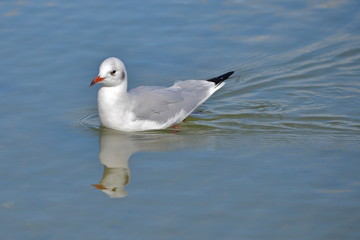 Mouette rieuse