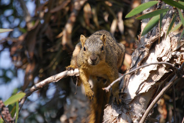 Naklejka na ściany i meble Squirrel in a tree looking directly at the camera