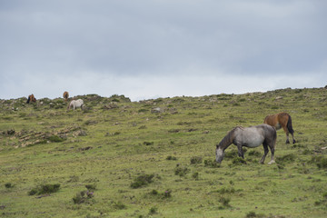 Caballos salvajes pastando.