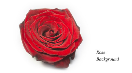 Obraz na płótnie Canvas red rose, background