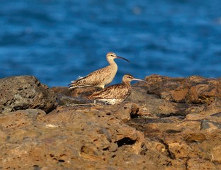 Pair of whimbrel in the seashore