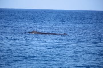LaReunion201508-779