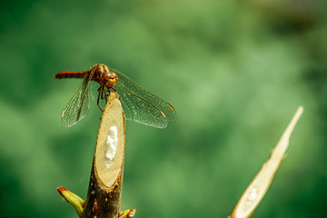 Dragonfly