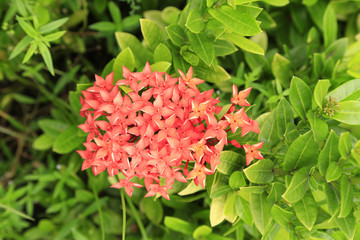 Rubiaceae red color in the public park