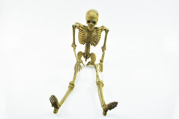human skeleton isolated on white background 