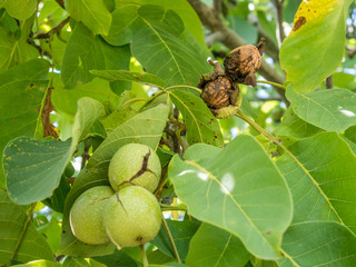 twigs with ripe walnuts ready to be harvested