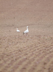 lonely snow geese