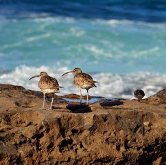 Pair of whimbrel waterfront