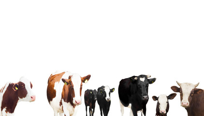 cows on a white background