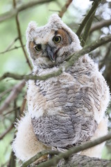 baby owl & branches