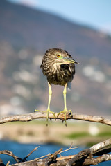 The Black Crowned Night Heron on the Driftwood at Malibu Lagoon