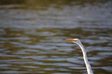The Great Egret at Malibu Lagoon in September