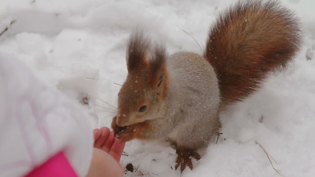 Squirrel eating pine nuts with human hands
