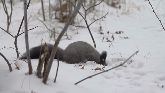 Squirrel eating food on the snow